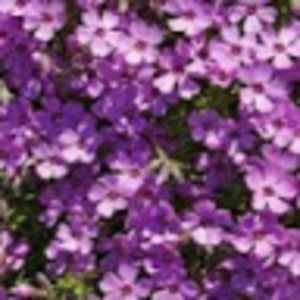 Meet your Posher, Alanna